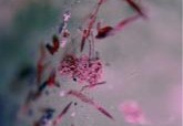 Photo of painting by Maria Pierides
