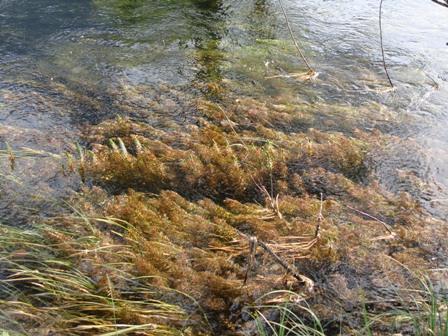 Wise Silence,river,Ammer,