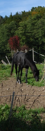 Black Horse