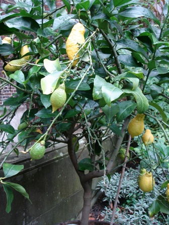 lemon tree
