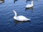 swans