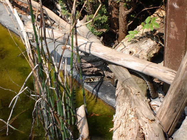 snake in pond,