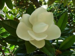 Magnolia