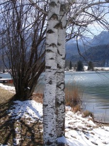 silver birch - Lake Kochel
