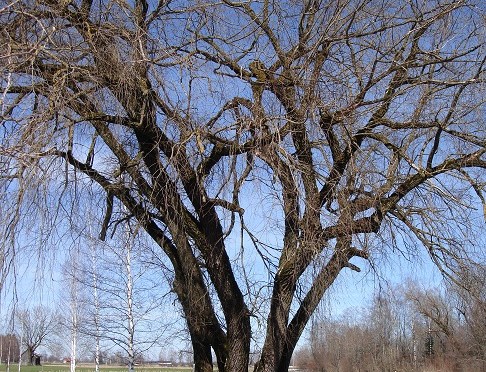 ‘nunnery garden’
