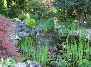 Garden_May2012_2_(DSC03006)_SP