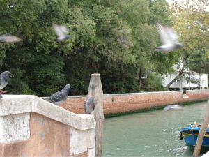 Pigeons on the bridgesmall