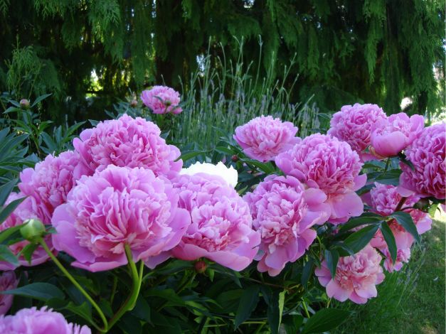 Peony blooms,flowers,