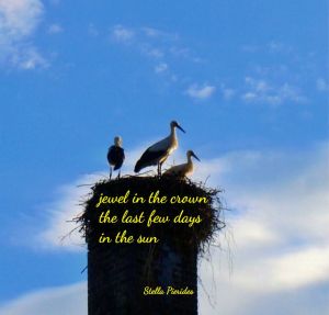 storks,haiga,haiku,chimney,nest,