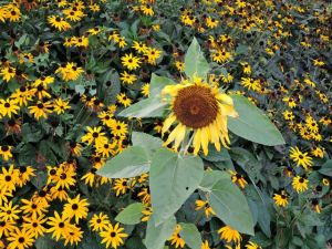 Inequality, sunflower,daisies,
