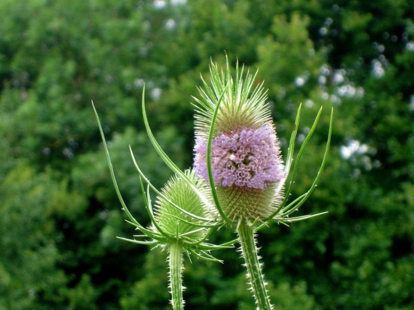 thistle,inequality,flower,
