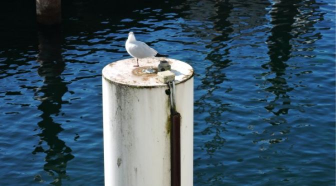 Updated THF Haiku App and Mini-Review Contest