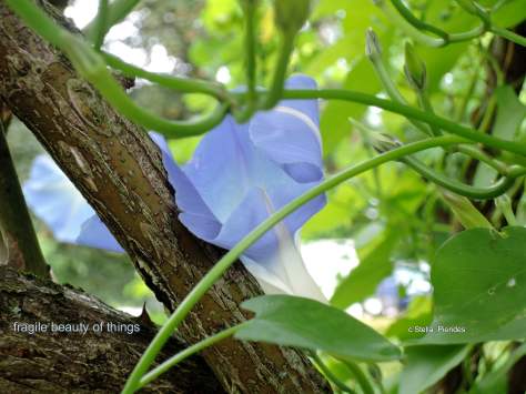 fragile,morning glory,