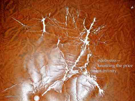 edelweiss, haiku,