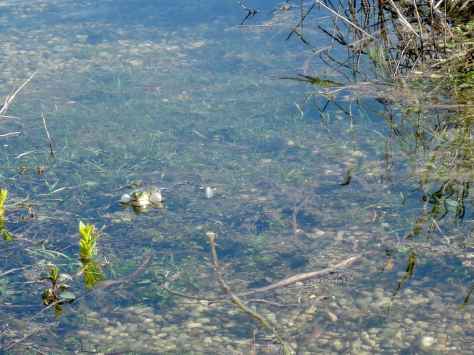 frogs,frogpond,Weitmannsee,