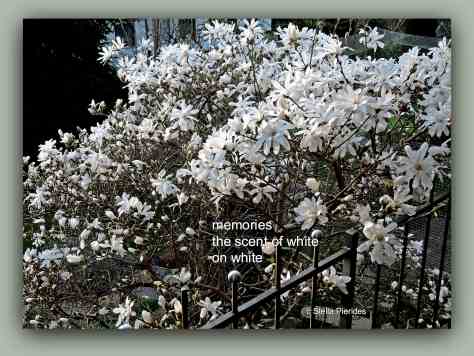 magnolia,haiga,