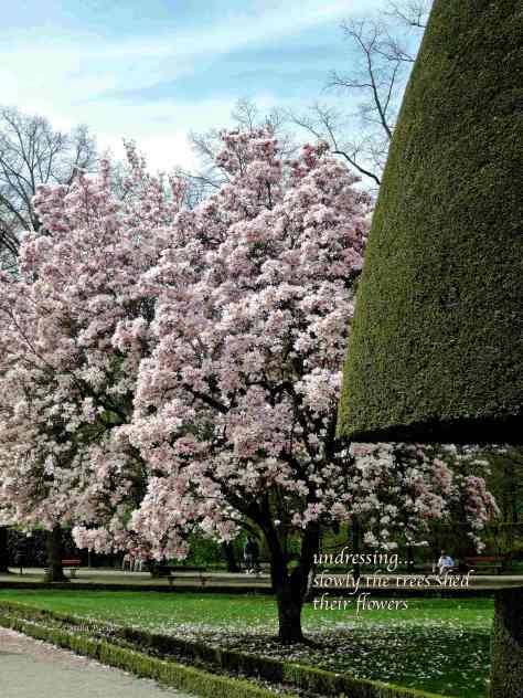 magnolia,haiga,Wuerzburg,