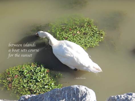 haiga,haiku,ducks,