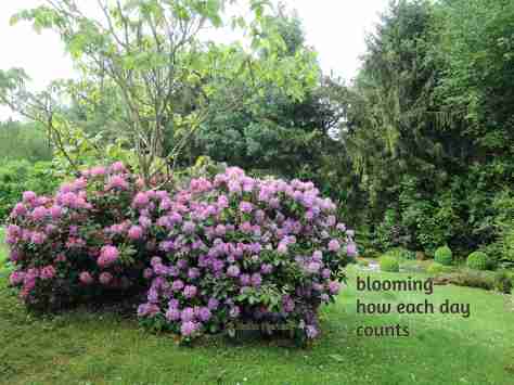 rhododendron,haiga,garden,