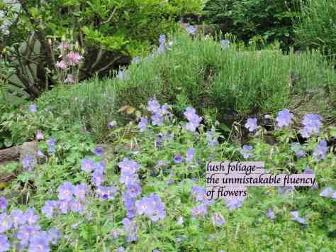 garden flowers,cranesbill,