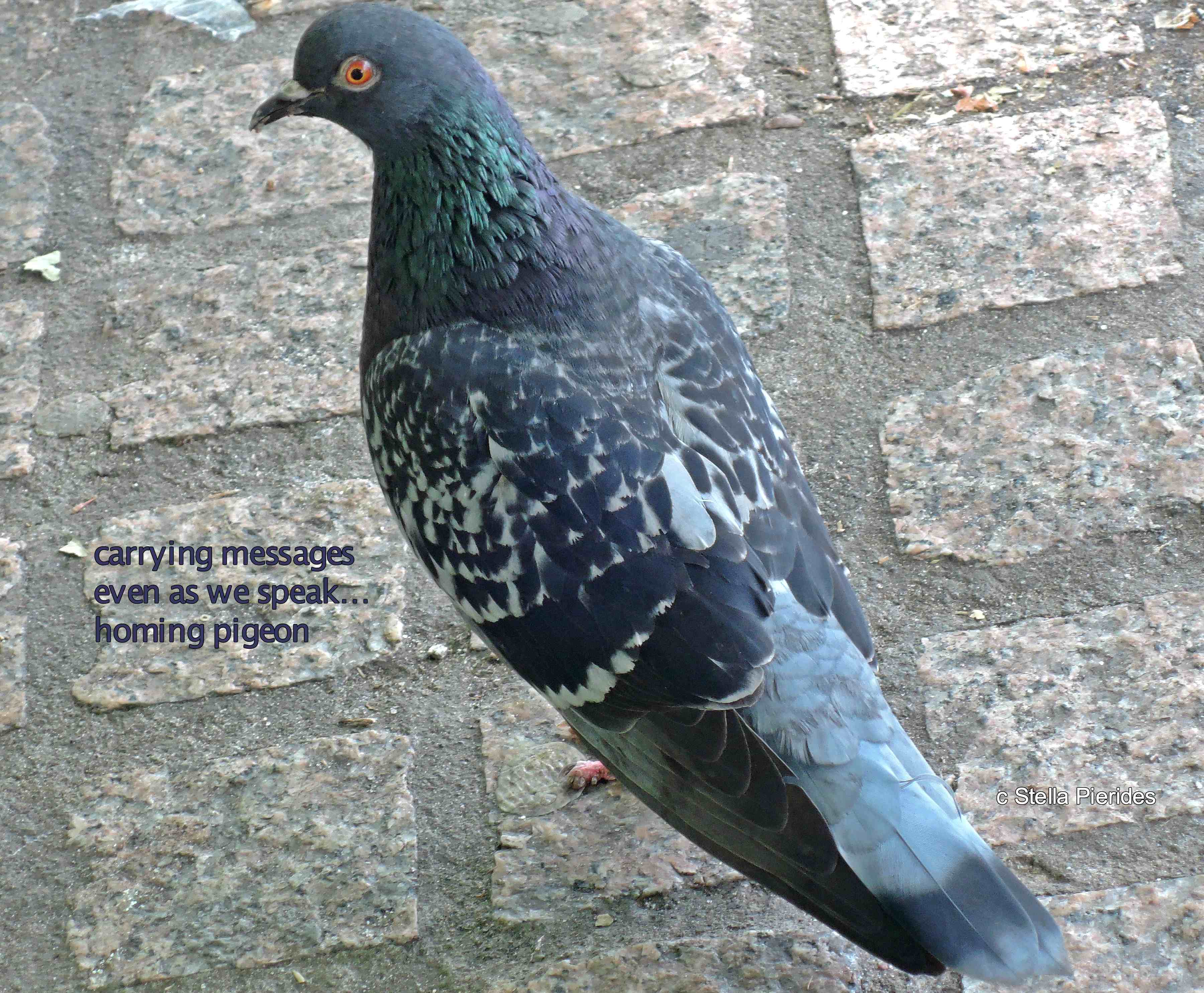 homing pigeon,haiga,