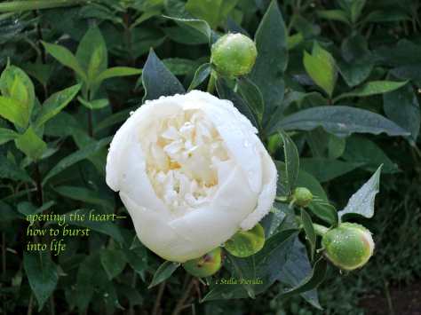 peonies,haiga,haiku,