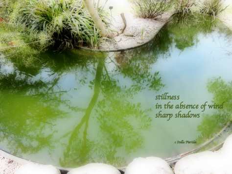 haiga,stillness,haiku,