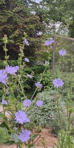 chicory