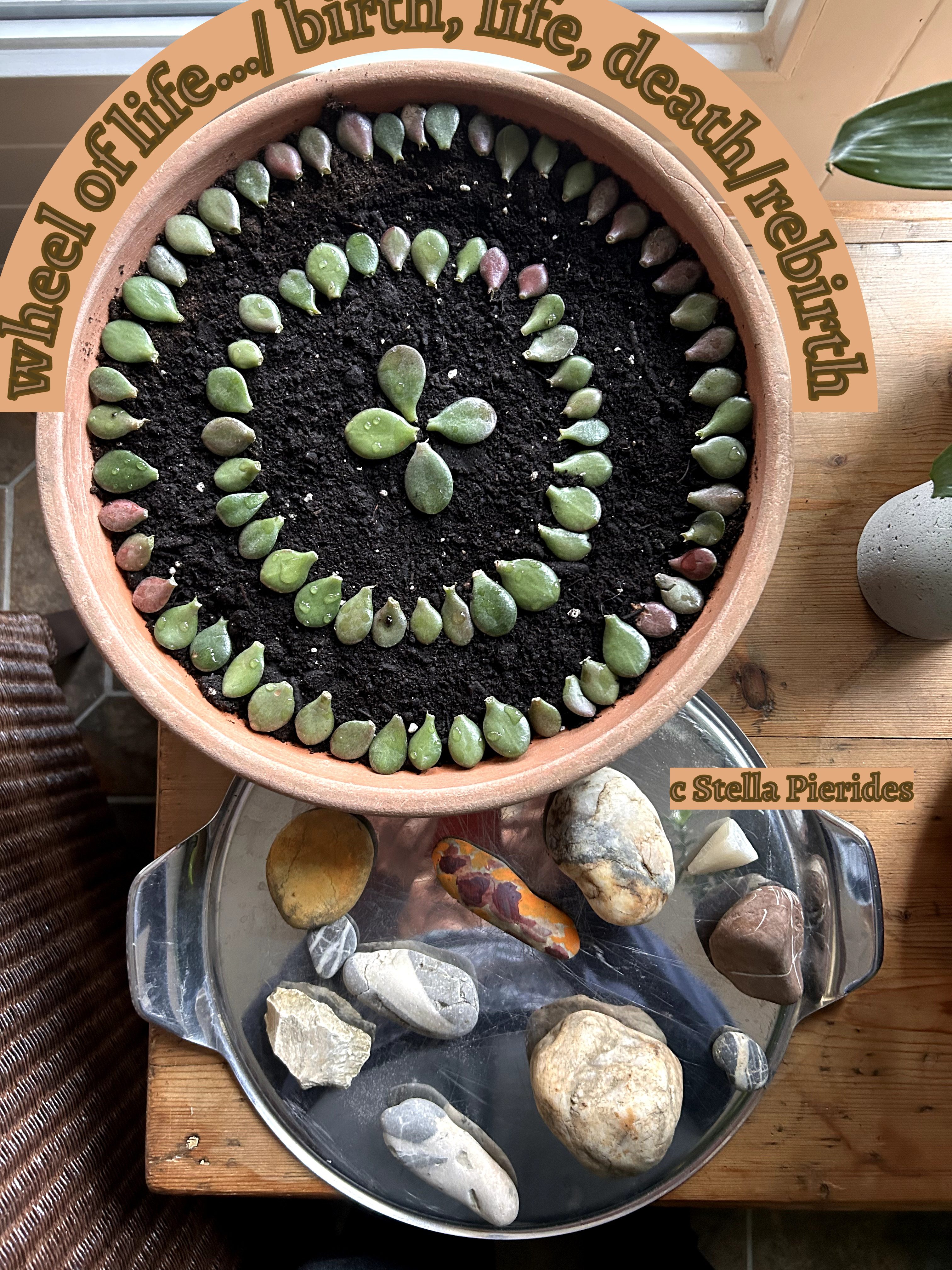 Wheel of life | Stella Pierides